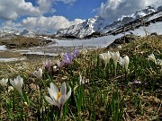 63 La neve si scioglie , fioriscono i Crocus vernus